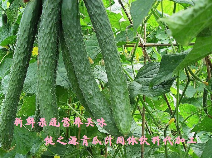 青瓜的六大營(yíng)養(yǎng)價(jià)值，你知道嗎？